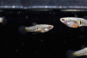 画像1: ネオヘテランドリア　エレガンス　1ペア　送料込み！