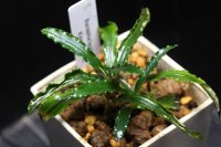 Bucephalandra.ｓｐ King velvet　水上ブセファランドラ　 キングベルベット　　送料込み　