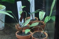 Cryptocoryne cordata "Rosanervig" クリプトコリネ　ロザエネルビス　１株　送料込み