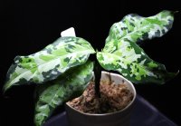 Aglaonema pictum "Andaman Port Blair"アグラオネマ・ピクタム　アンダマン　ポートブレア　送料込み