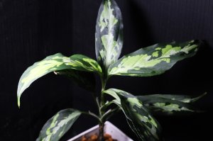 画像1: Aglaonema pictum Plau Nias type EUREKA アグラオネマ・ピクタム　エウレカ　送料込み