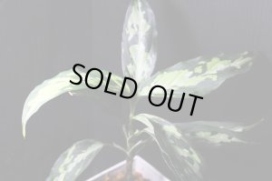 画像1: Aglaonema pictum Plau Nias type EUREKA アグラオネマ・ピクタム　エウレカ　送料込み