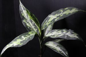 画像1: Aglaonema pictum Plau Nias type EUREKA アグラオネマ・ピクタム　エウレカ（2）　送料込み