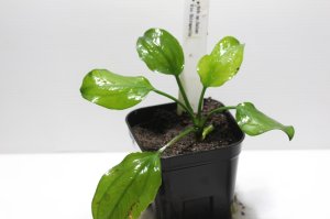 画像1:  Echinodorus sp Satan Ｒio　Ibirapuita  イビラプイタ　　１株　送料込み