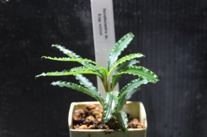 画像1: Bucephalandra.ｓｐ King velvet(２)　水上ブセファランドラ　 キングベルベット　　送料込み　