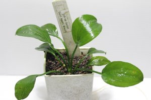 画像1:  Echinodorus sp Satan Sant Agust Brazil　 “サントアグスト”　　１株　送料込み