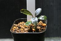 Bucephalandra.ｓｐ SINTANG BLUE　水上ブセファランドラ　 シンタンブルー　1株　送料込み　