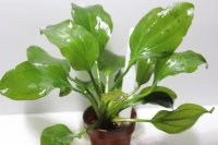 Echinodorus sp opacus from Sant Maria　1株　送料込み