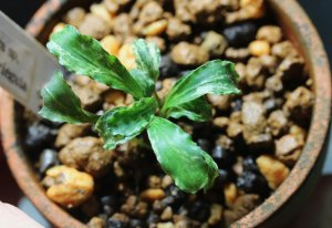 画像1: Bucephalandra.ｓｐ Green wavey variegata⓶　水上ブセファランドラ　 斑入り　1株　送料込み　