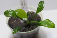  Echinodorus sp Satan Argentine2001 アルゼンチン　１株　送料込み
