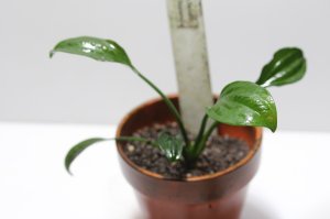 画像1:  Echinodorus sp Satan Uruguay Segureia “セグレイア”　　１株　送料込み