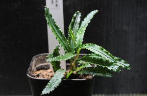 画像1: Bucephalandra.ｓｐ King velvet(1)　水上ブセファランドラ　 キングベルベット　　送料込み　