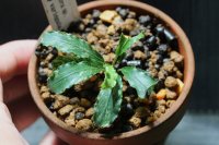 Bucephalandra.ｓｐ Green wavey variegata⓵　水上ブセファランドラ　 斑入り　1株　送料込み　