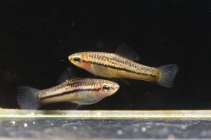 画像1: シフォフォルス・ピグマエウス 約３センチ若魚　1ペア　送料込み！