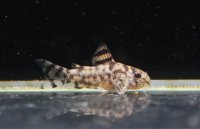 国産コリドラス　ゼブリーナ CW111　約25mm　1匹　送料込み！