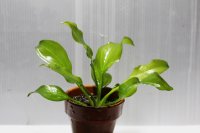 Echinodorus sp. opacus from Sant Maria　1株　送料込み
