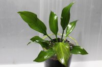 Echinodorus sp. opacus from Sant Maria　1株　送料込み