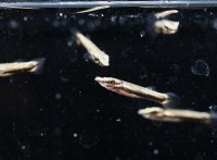ベロネソックス　稚魚5匹セット　送料込み