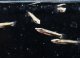 ベロネソックス　稚魚5匹セット　送料込み