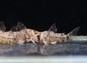 画像1: 国産コリドラス　ボエセマニー　約20mm　３匹セット　送料込み！