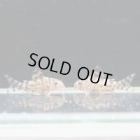 セレクト個体！コリドラス　ゼブリーナ CW111　約２７ｍｍ　2匹　送料込み！