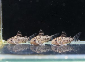 画像1: 国産コリドラス　ゼブリーナ CW111　約25mm　3匹セット　送料込み！