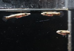 画像1: 大型卵胎生メダカ！ベロネソックス 約3センチ　3匹セット　送料込み