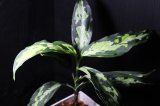 画像: Aglaonema pictum Plau Nias type EUREKA アグラオネマ・ピクタム　エウレカ　送料込み