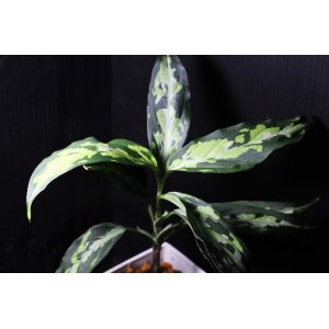 画像: Aglaonema pictum Plau Nias type EUREKA アグラオネマ・ピクタム　エウレカ　送料込み