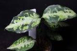 画像: Aglaonema pictum Plau Nias　NIRVASH　アグラオネマ・ピクタム　ニルヴァーシュ　送料込み