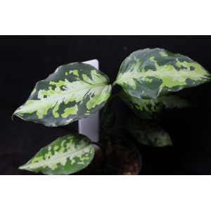 画像: Aglaonema pictum Plau Nias　NIRVASH　アグラオネマ・ピクタム　ニルヴァーシュ　送料込み