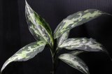 画像: Aglaonema pictum Plau Nias type EUREKA アグラオネマ・ピクタム　エウレカ（2）　送料込み