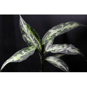 画像: Aglaonema pictum Plau Nias type EUREKA アグラオネマ・ピクタム　エウレカ（2）　送料込み