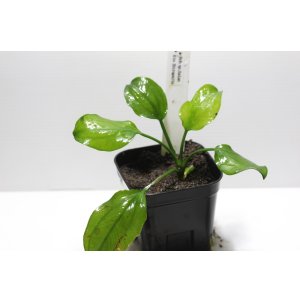 画像:  Echinodorus sp Satan Ｒio　Ibirapuita  イビラプイタ　　１株　送料込み