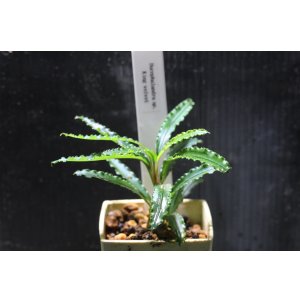 画像: Bucephalandra.ｓｐ King velvet(２)　水上ブセファランドラ　 キングベルベット　　送料込み　