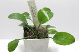 画像:  Echinodorus sp Satan Sant Agust Brazil　 “サントアグスト”　　１株　送料込み