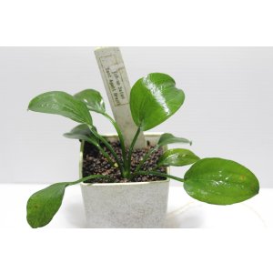 画像:  Echinodorus sp Satan Sant Agust Brazil　 “サントアグスト”　　１株　送料込み