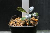 画像: Bucephalandra.ｓｐ SINTANG BLUE　水上ブセファランドラ　 シンタンブルー　1株　送料込み　