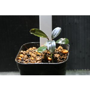 画像: Bucephalandra.ｓｐ SINTANG BLUE　水上ブセファランドラ　 シンタンブルー　1株　送料込み　