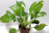 画像: Echinodorus sp opacus from Sant Maria　1株　送料込み