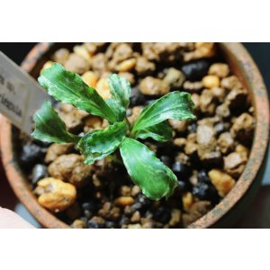 画像: Bucephalandra.ｓｐ Green wavey variegata⓶　水上ブセファランドラ　 斑入り　1株　送料込み　