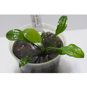 画像:  Echinodorus sp Satan Argentine2001 アルゼンチン　１株　送料込み
