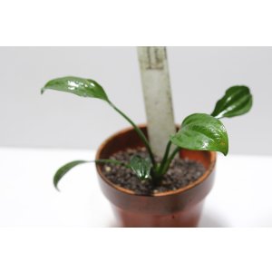 画像:  Echinodorus sp Satan Uruguay Segureia “セグレイア”　　１株　送料込み