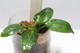 画像: Echinodorus sp Iguazu 2009 　イグアス２００９　1株　送料込み