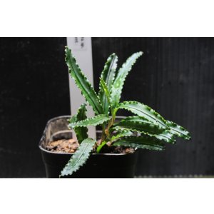 画像: Bucephalandra.ｓｐ King velvet(1)　水上ブセファランドラ　 キングベルベット　　送料込み　