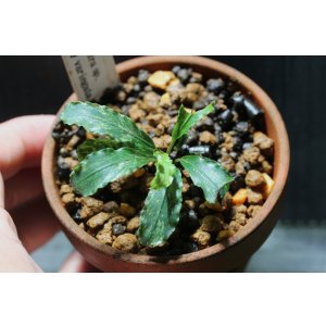画像: Bucephalandra.ｓｐ Green wavey variegata⓵　水上ブセファランドラ　 斑入り　1株　送料込み　