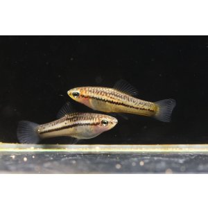 画像: 国産シフォフォルス・ピグマエウス 約３センチ若魚　1ペア　送料込み！