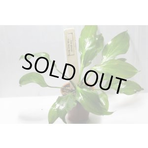 画像: Echinodorus sp. opacus from Sant Maria　1株　送料込み