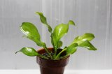 画像: Echinodorus sp. opacus from Sant Maria 1株 送料込み
