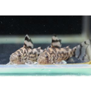 画像: 国産コリドラス　ゼブリーナ CW111(2)　2匹　ペアっぽい個体　送料込み！